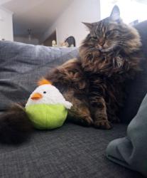Lost Male Cat last seen Windfield Place subdivision, Monroe, GA 30655