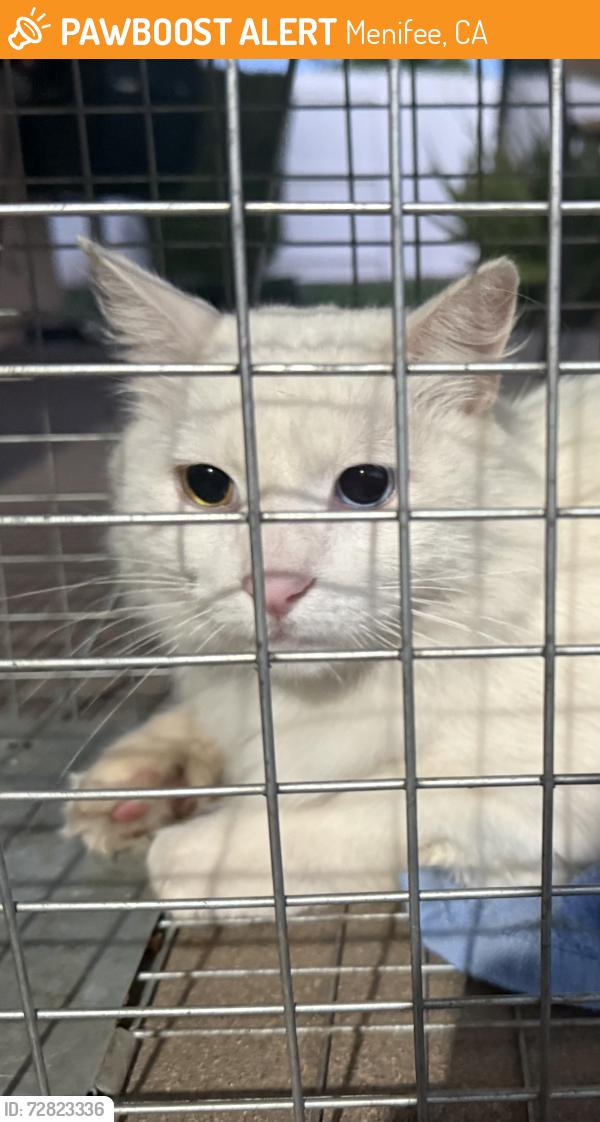 Found/Stray Unknown Cat last seen Potomac/bradley, Menifee, CA 92586