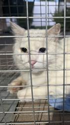Found/Stray Unknown Cat last seen Potomac/bradley, Menifee, CA 92586