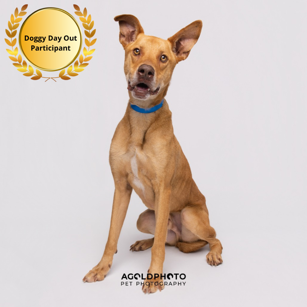 Shelter Stray Male Dog last seen , 3607 N Armenia Ave, Tampa, FL 33607, USA