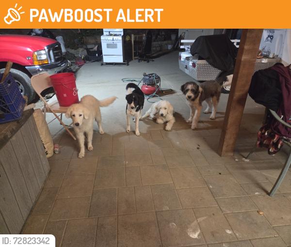 Found/Stray Male Dog last seen Near freeway/Gopher canyon, San Diego County, CA 92003