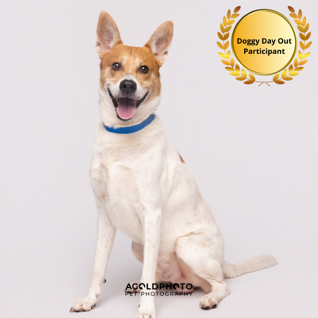 Shelter Stray Male Dog last seen , Tampa, FL 33607