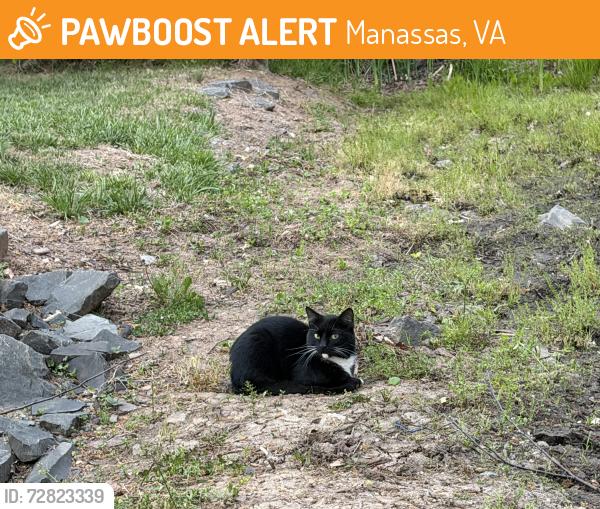 Found/Stray Male Cat last seen He wanders around behind the Katherine G Johnson Hall , Manassas, VA 20110