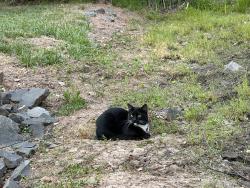 Found/Stray Male Cat last seen He wanders around behind the Katherine G Johnson Hall , Manassas, VA 20110