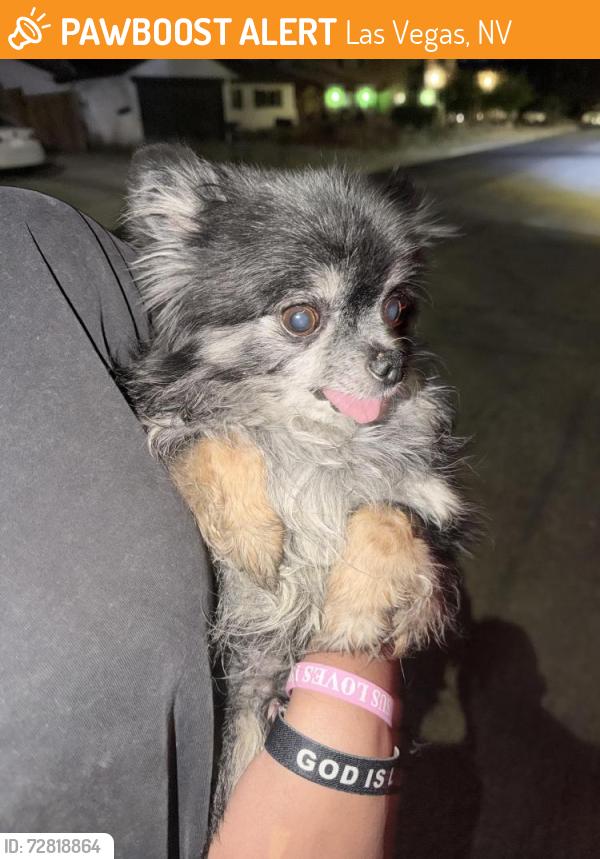 Found/Stray Male Dog last seen Vegas Dr & Torrey Pines, Las Vegas, NV 89108