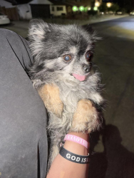 Found/Stray Male Dog last seen Vegas Dr & Torrey Pines, Las Vegas, NV 89108