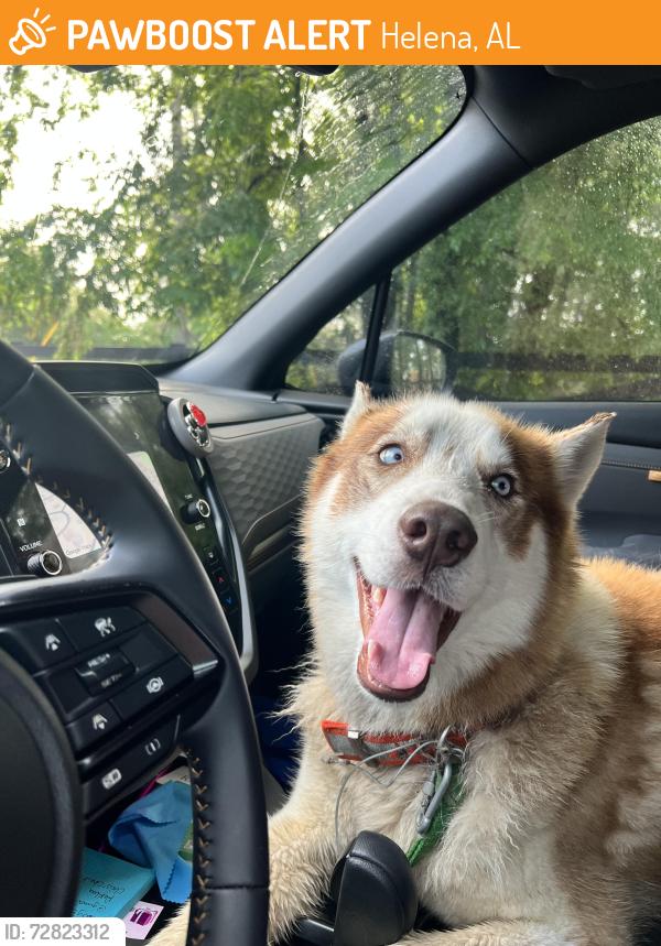 Found/Stray Male Dog last seen Hwy 93 and Rock Terrace Way, Helena, AL 35080