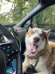 Found/Stray Male Dog last seen Hwy 93 and Rock Terrace Way, Helena, AL 35080