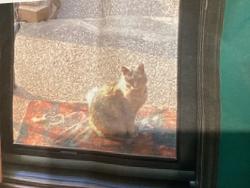 Lost Female Cat last seen Hickory st. Near Little Creek Park, Springhill avenue., South Charleston, WV 25309