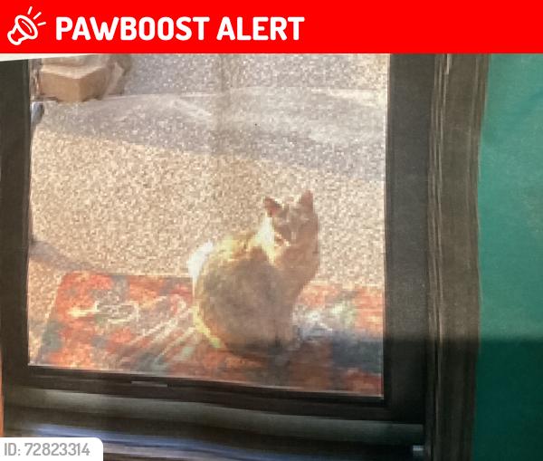 Lost Female Cat last seen Hickory st. Near Little Creek Park, Springhill avenue., South Charleston, WV 25309