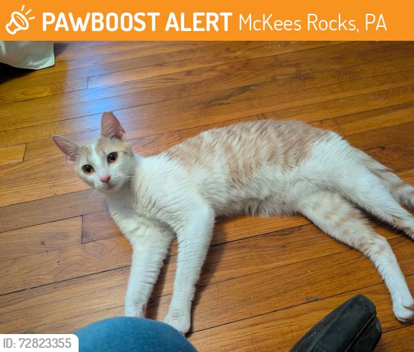 Found/Stray Female Cat last seen Pine Hollow Rd and 14th St, McKees Rocks, PA 15136