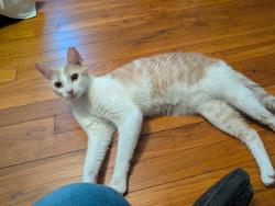 Found/Stray Female Cat last seen Pine Hollow Rd and 14th St, McKees Rocks, PA 15136