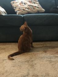 Reunited Male Cat last seen St albans, Saint Paul, MN 55103