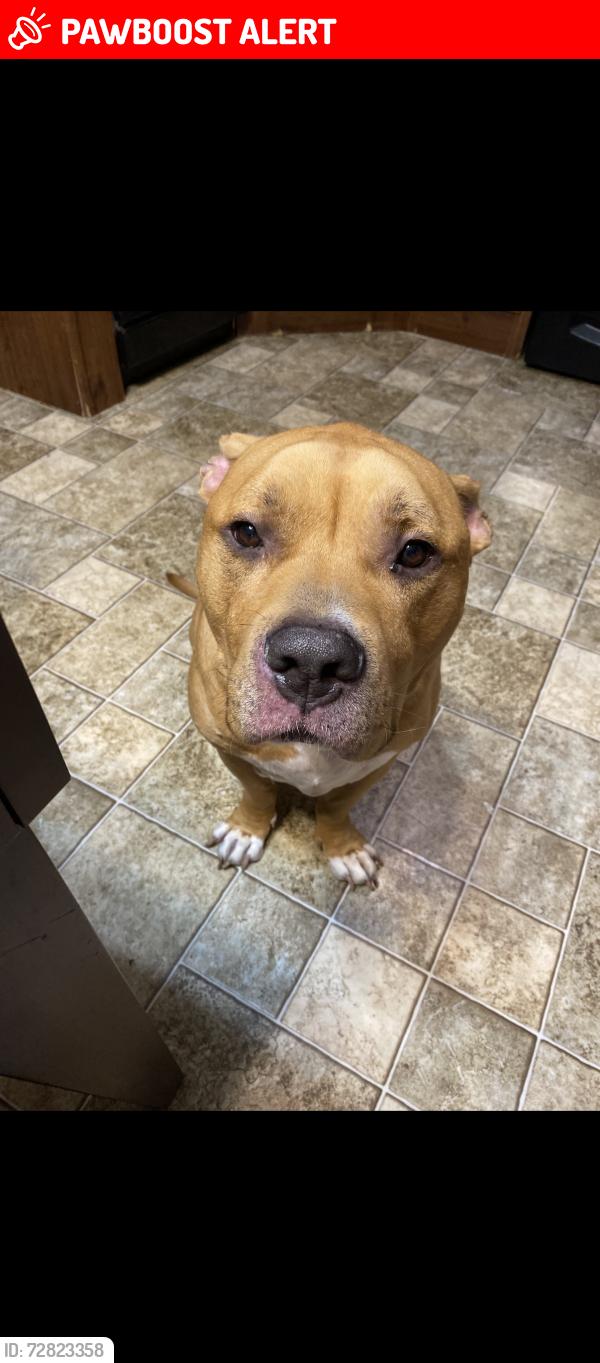 Lost Male Dog last seen Near brightwell bend, Fort Bend County, TX 77494