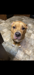 Lost Male Dog last seen Near brightwell bend, Fort Bend County, TX 77494