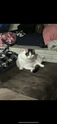 Lost Male Cat last seen tina dr bells ln, Cincinnati, OH 45244