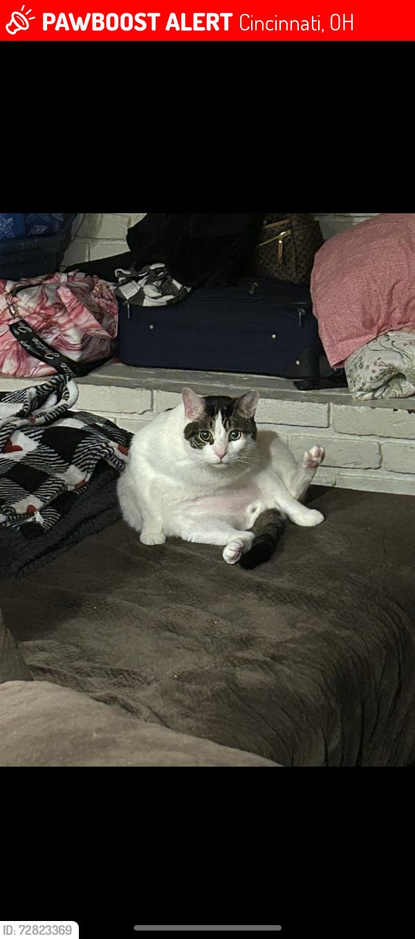 Lost Male Cat last seen tina dr bells ln, Cincinnati, OH 45244