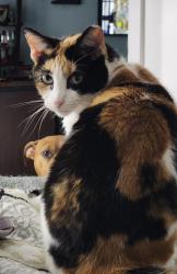 Lost Female Cat last seen Parc Vista, 13800 block, Miami, FL 33186