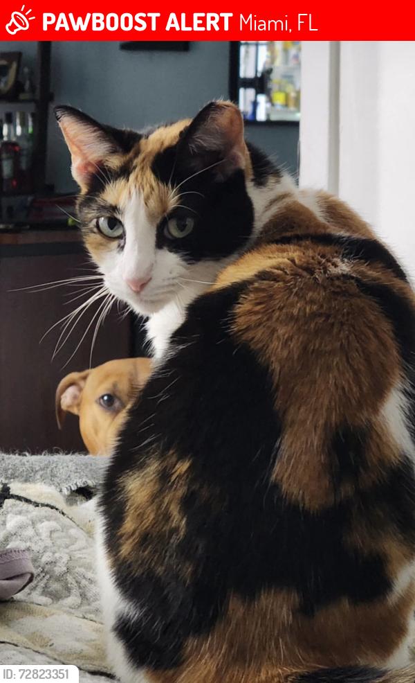 Lost Female Cat last seen Parc Vista, 13800 block, Miami, FL 33186