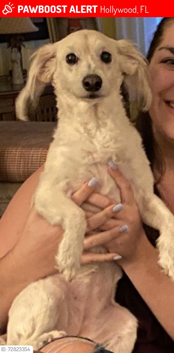 Lost Female Dog last seen 56th and Taft , Hollywood, FL 33021