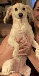 Lost Female Dog last seen 56th and Taft , Hollywood, FL 33021