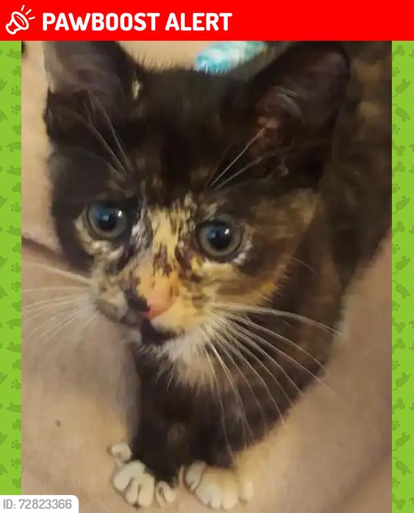Lost Female Cat last seen Deep creek , Charlotte County, FL 33983