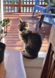 Lost Female Cat last seen Near Jackdaw St , San Diego, CA 92103