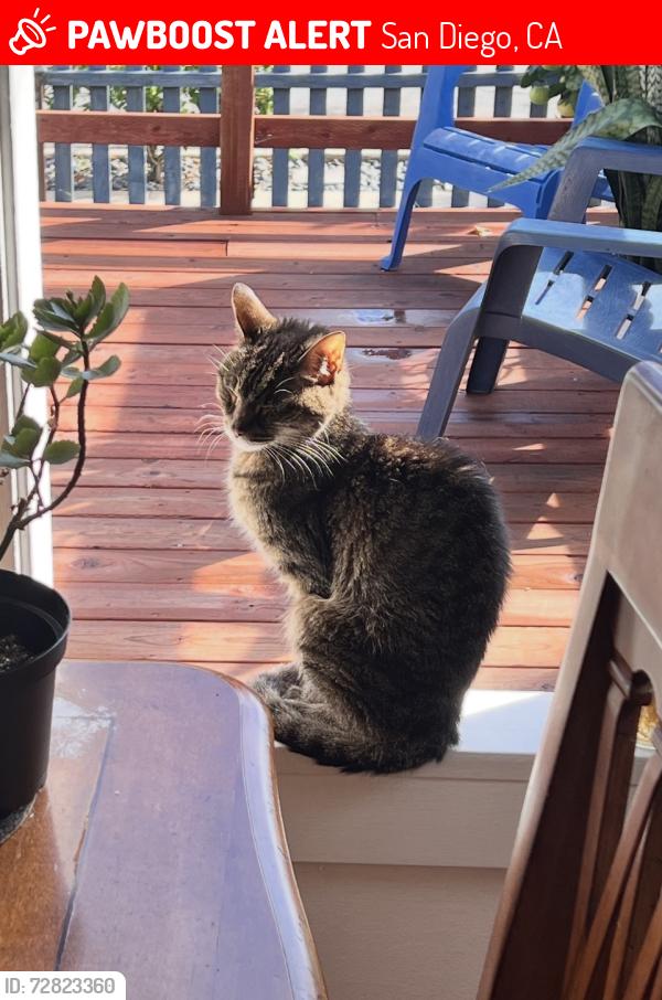 Lost Female Cat last seen Near Jackdaw St , San Diego, CA 92103