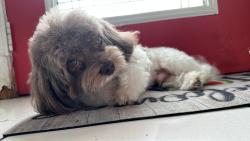 Lost Male Dog last seen Near Sw 123 ave 33177, Miami, FL 33177