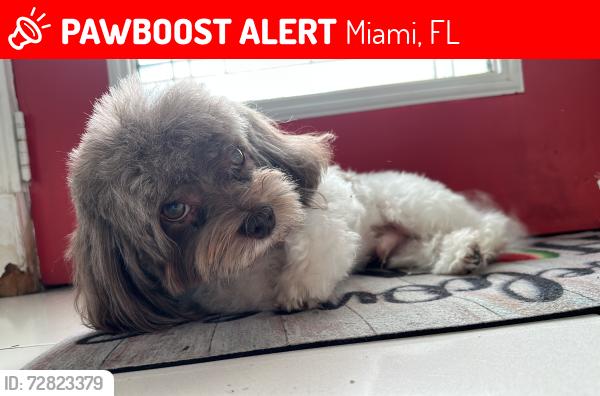 Lost Male Dog last seen Near Sw 123 ave 33177, Miami, FL 33177