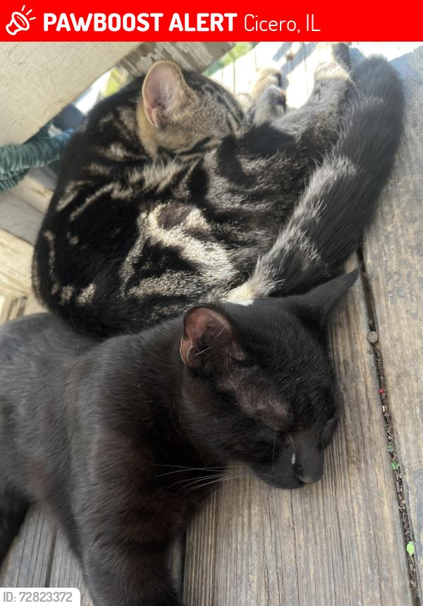Lost Male Cat last seen 51st ave, Cicero, IL 60804
