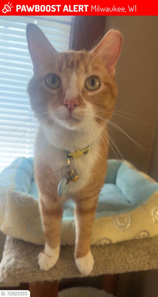 Lost Male Cat last seen N Oakland Ave and E Hartford Ave, Milwaukee, WI 53211
