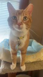 Lost Male Cat last seen N Oakland Ave and E Hartford Ave, Milwaukee, WI 53211