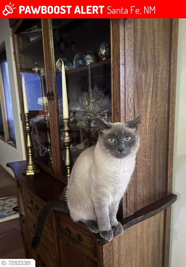 Lost Male Cat last seen Saint Michaels High School, Santa Fe, NM 87505
