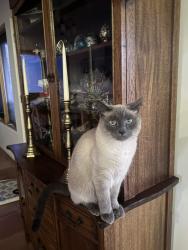 Lost Male Cat last seen Saint Michaels High School, Santa Fe, NM 87505
