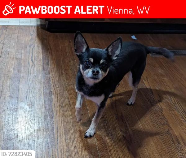 Lost Male Dog last seen Near Minibel Golf course , Vienna, WV 26105