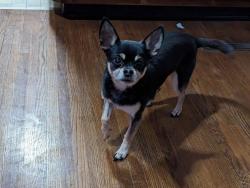 Lost Male Dog last seen Near Minibel Golf course , Vienna, WV 26105