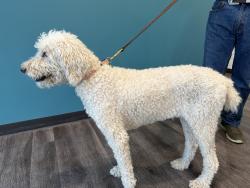 Found/Stray Female Dog last seen Kroger , Marietta, GA 30064