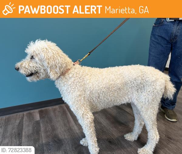 Found/Stray Female Dog last seen Kroger , Marietta, GA 30064