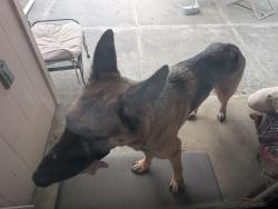 Found/Stray Male Dog last seen Rexford & Mertz , San Antonio, TX 78216