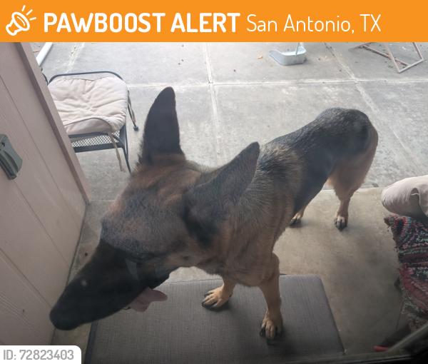 Found/Stray Male Dog last seen Rexford & Mertz , San Antonio, TX 78216