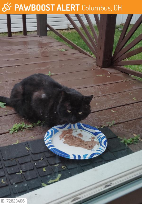Found/Stray Unknown Cat last seen Alcott, South high Street, Columbus, OH 43207