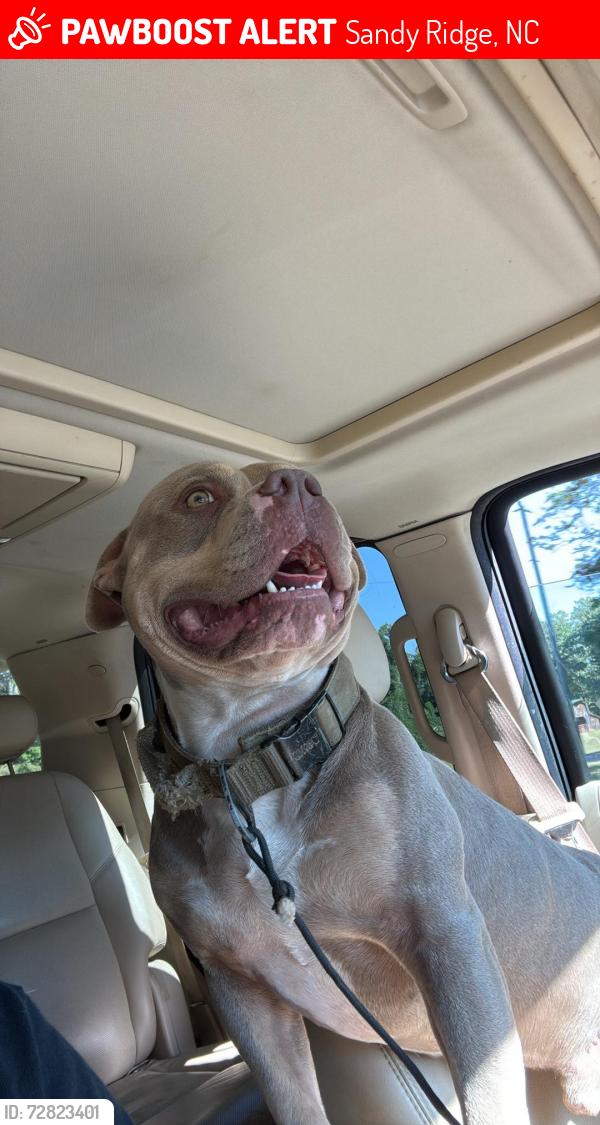 Lost Male Dog last seen Hope Beasley Rd, Sandy Ridge, NC 27046