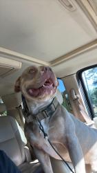 Lost Male Dog last seen Hope Beasley Rd, Sandy Ridge, NC 27046
