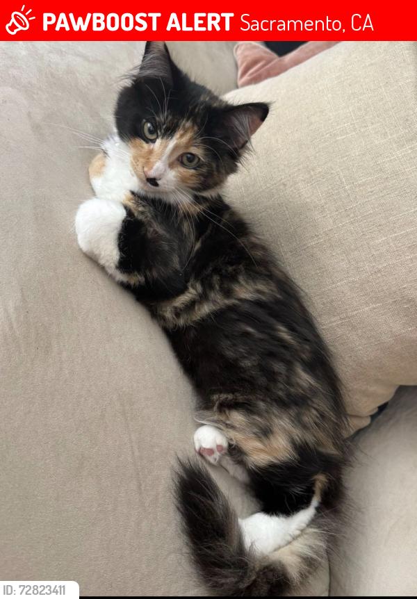 Lost Female Cat last seen The Regatta apmts on W. River Dr., Sacramento, CA 95833
