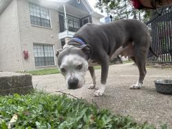 Found/Stray Female Dog last seen Gladstell and 45, Conroe, TX 77304