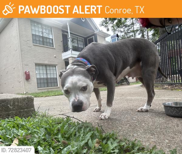 Found/Stray Female Dog last seen Gladstell and 45, Conroe, TX 77304