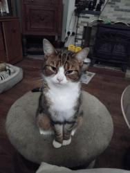 Lost Female Cat last seen Tothill Park, Plymouth, England PL4