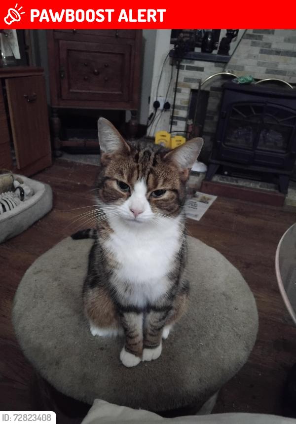 Lost Female Cat last seen Tothill Park, Plymouth, England PL4