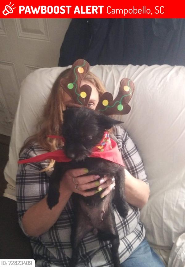 Lost Female Dog last seen melvin hill, Campobello, SC 29322